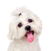 pet-photo-make-the-tongue-pinker