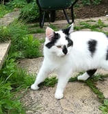 Cookie caught going forwards and backwards at the same time!
