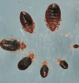 Stages of bedbug life cycle, from eggs to adult, Dorval pest control