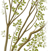 amyris source illustration