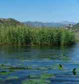 reeds on lake with mountains in background