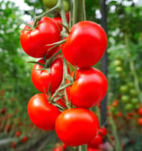 Fresh, nutritious tomatoes