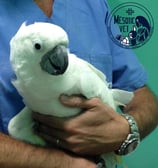 cacatua alba