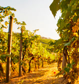 vignoble aux alentours gite des clauzels