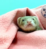 Furetto