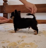 Filhote de chihuahua micrissimo