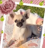 Filhote de chihuahua Fêmea