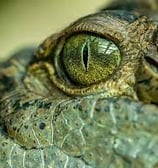 eyes cocodrilo