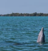 Dauphins dans la réserve des Sian Ka'an