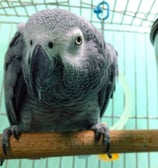 pappagallo cenerino, psittacus erithacus