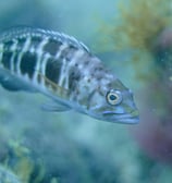 Serranus atricauda
