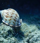 Living sea snail infront of a cave