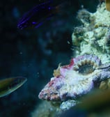 Nicobar triton snail alive on sea floor