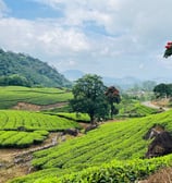 Lakshmi Tea state