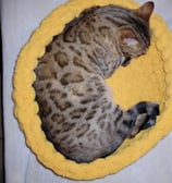 aalessa creations lit chat bengal main coon panier chat