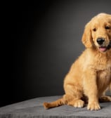 beau chiot golden retriever qui pose élevage du respechas ales