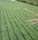 philippine grass pembekal rumput malaysia