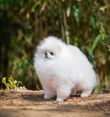 Cachorros pomeranian blancos pequeños