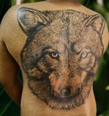 a man with a wolf tattoo on his back. Skink T