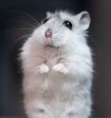 hamster
