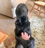 Black Lab in prayer position