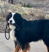 Bernese Moutain Dog carrying leash