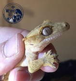 geco ciliatus, Correlophus ciliatus