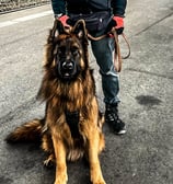 smiling man in glasses and black baseball cap standing with German shepherd at train station