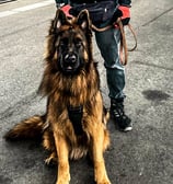 Lächelnder Mann mit Brille und schwarzer Baseballkappe steht mit deutschem Schäferhund am Bahnhof