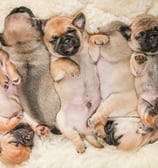 toy breed puppies for sale chicago illinois