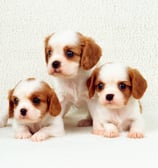 cavapoo puppies for sale chicago illinois