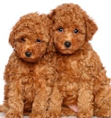 poodle puppies for sale chicago illinois