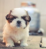 shih tzu puppies for sale chicago illinois