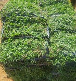 cow grass murah