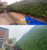 Hedge trimming conifer