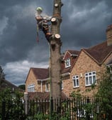 a man is cutting down a tree with a chainsaw