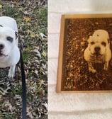 a dog is sitting on the ground next to a picture of a dog