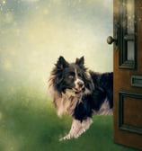 a dog is standing in front of a door