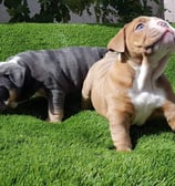 English Bulldog