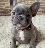 French bulldog