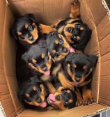 Rottweiler