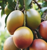 a basket of mango