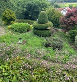 Überwucherter Garten. Zuviel Unkraut. Nicht schön und wirkt ungepflegt. Herbstanemone für Bienen