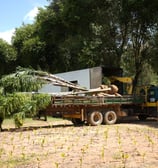 produção e carregamento próprio é na são paulo plantas