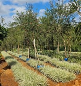 mudas ornamentais e árvores adultas é na são paulo plantas