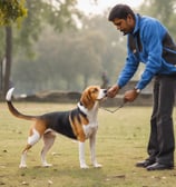 white and brown short coated dog lying on white sand during daytime