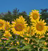 Champ de tournesols