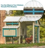 Chicken Coop