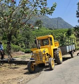 En las plantaciones de Té