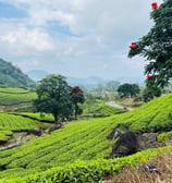 Munnar plantaciones de té